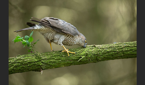 Sperber (Accipiter nisus)