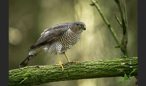 Sperber (Accipiter nisus)