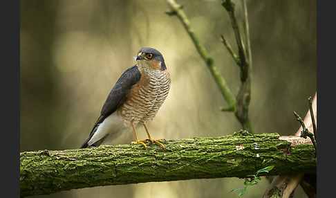 Sperber (Accipiter nisus)