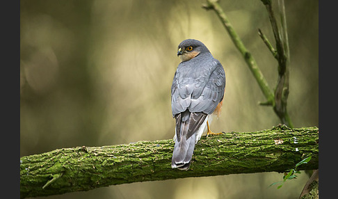 Sperber (Accipiter nisus)