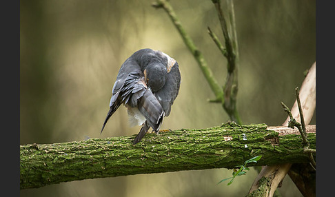 Sperber (Accipiter nisus)