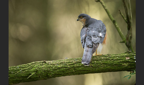 Sperber (Accipiter nisus)