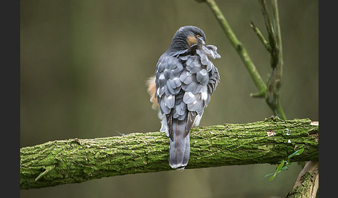 Sperber (Accipiter nisus)