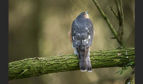 Sperber (Accipiter nisus)