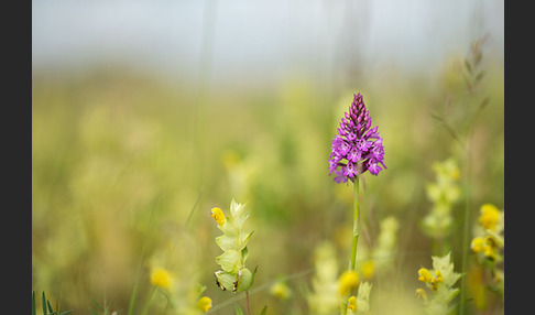 Hundswurz (Anacamptis pyramidalis)