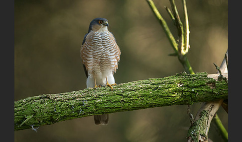 Sperber (Accipiter nisus)