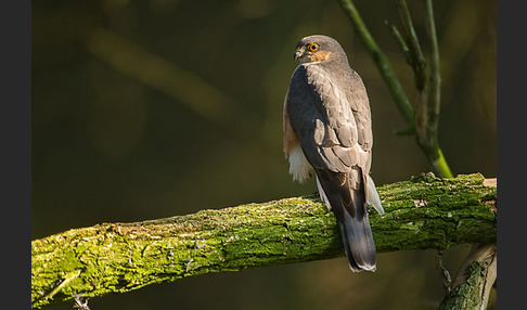 Sperber (Accipiter nisus)