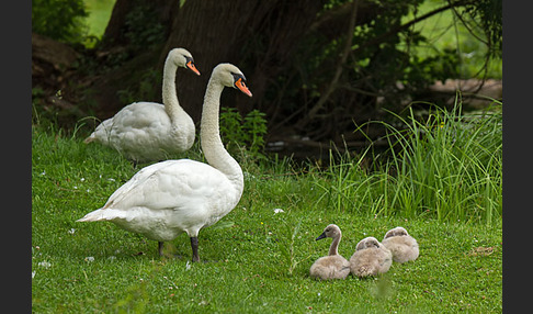 Höckerschwan (Cygnus olor)