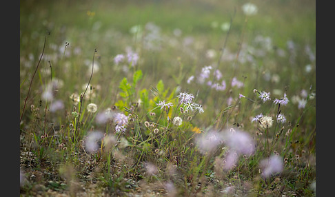 Pracht-Nelke (Dianthus superbus)