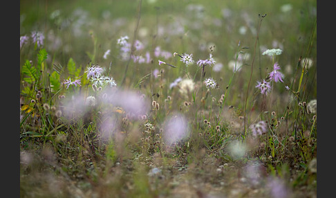 Pracht-Nelke (Dianthus superbus)