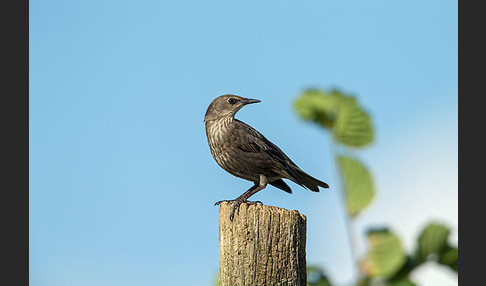 Star (Sturnus vulgaris)