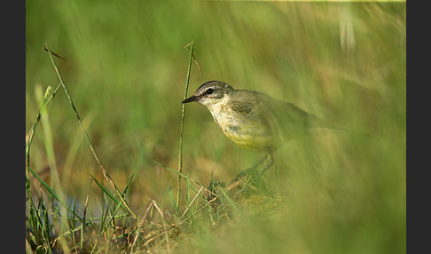 Wiesenschafstelze (Motacilla flava)