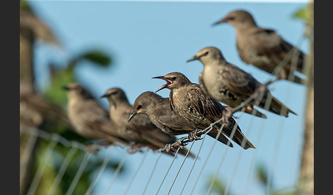 Star (Sturnus vulgaris)