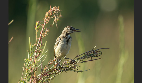 Wiesenschafstelze (Motacilla flava)