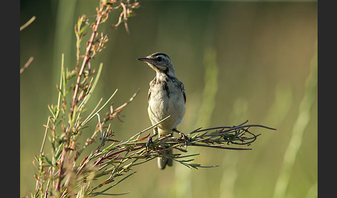 Wiesenschafstelze (Motacilla flava)