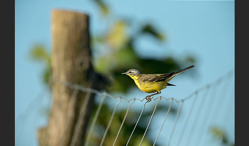 Wiesenschafstelze (Motacilla flava)