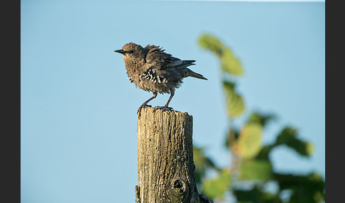 Star (Sturnus vulgaris)