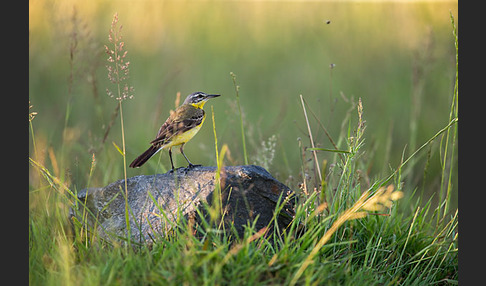 Wiesenschafstelze (Motacilla flava)