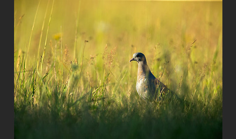 Hohltaube (Columba oenas)