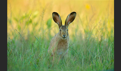 Feldhase (Lepus europaeus)