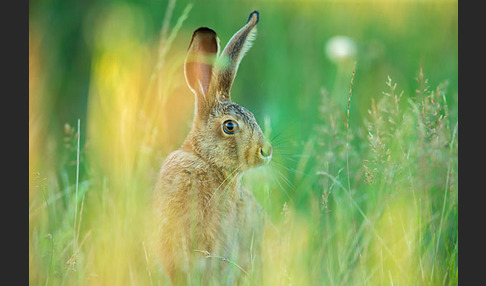 Feldhase (Lepus europaeus)