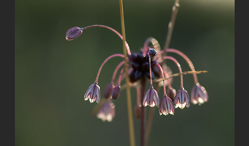 Schlangen-Lauch (Allium scorodoprasum)