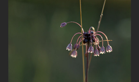 Schlangen-Lauch (Allium scorodoprasum)