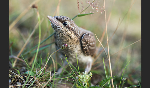 Wendehals (Jynx torquilla)