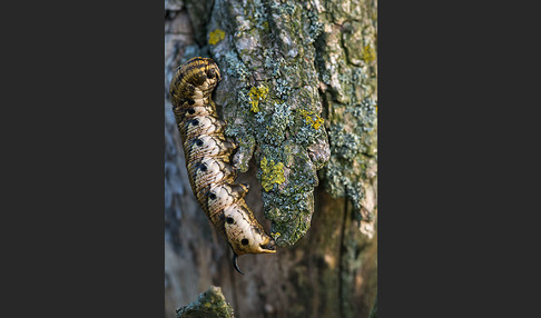 Windenschwärmer (Agrius convolvuli)