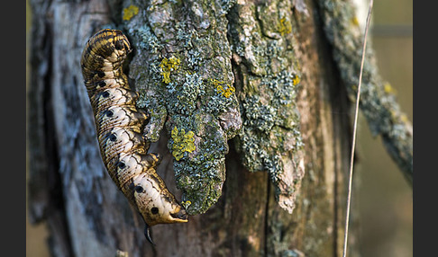 Windenschwärmer (Agrius convolvuli)