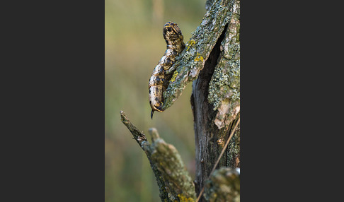 Windenschwärmer (Agrius convolvuli)