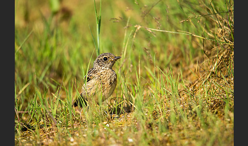 Schwarzkehlchen (Saxicola torquata)