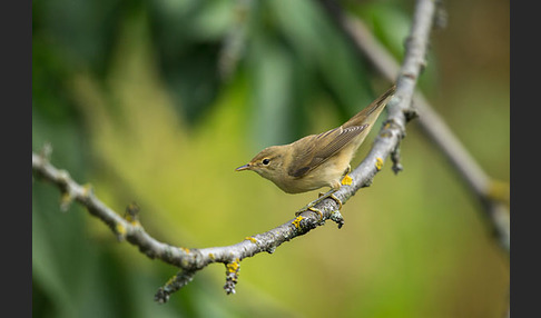 Sumpfrohrsänger (Acrocephalus palustris)