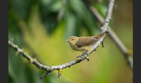 Sumpfrohrsänger (Acrocephalus palustris)