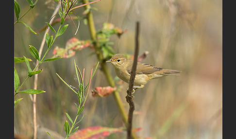 Sumpfrohrsänger (Acrocephalus palustris)