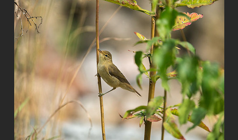 Sumpfrohrsänger (Acrocephalus palustris)