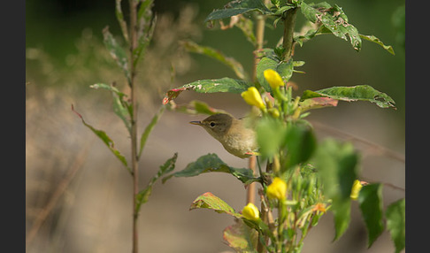 Sumpfrohrsänger (Acrocephalus palustris)
