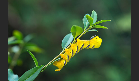 Totenkopfschwärmer (Acherontia atropos)