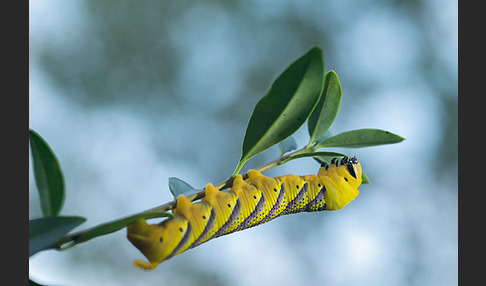 Totenkopfschwärmer (Acherontia atropos)