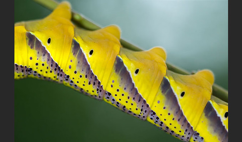 Totenkopfschwärmer (Acherontia atropos)