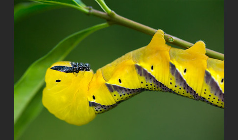 Totenkopfschwärmer (Acherontia atropos)