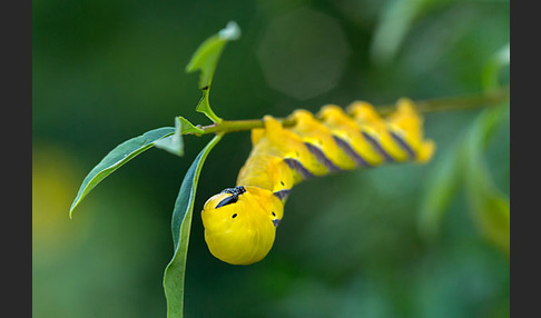 Totenkopfschwärmer (Acherontia atropos)