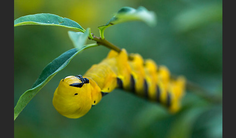 Totenkopfschwärmer (Acherontia atropos)