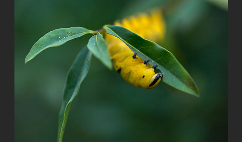 Totenkopfschwärmer (Acherontia atropos)