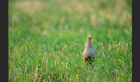 Rebhuhn (Perdix perdix)