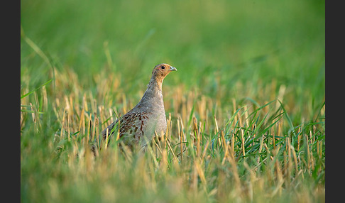 Rebhuhn (Perdix perdix)