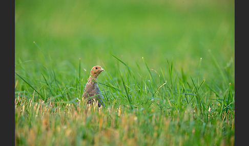 Rebhuhn (Perdix perdix)