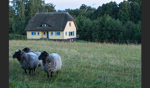 Rauhwolliges Pommersches Landschaf (Ovis gmelini aries sspec.2)