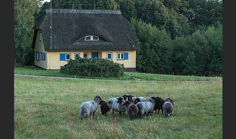 Rauhwolliges Pommersches Landschaf (Ovis gmelini aries sspec.2)