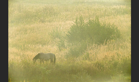 Konik (Equus caballus sspec.)